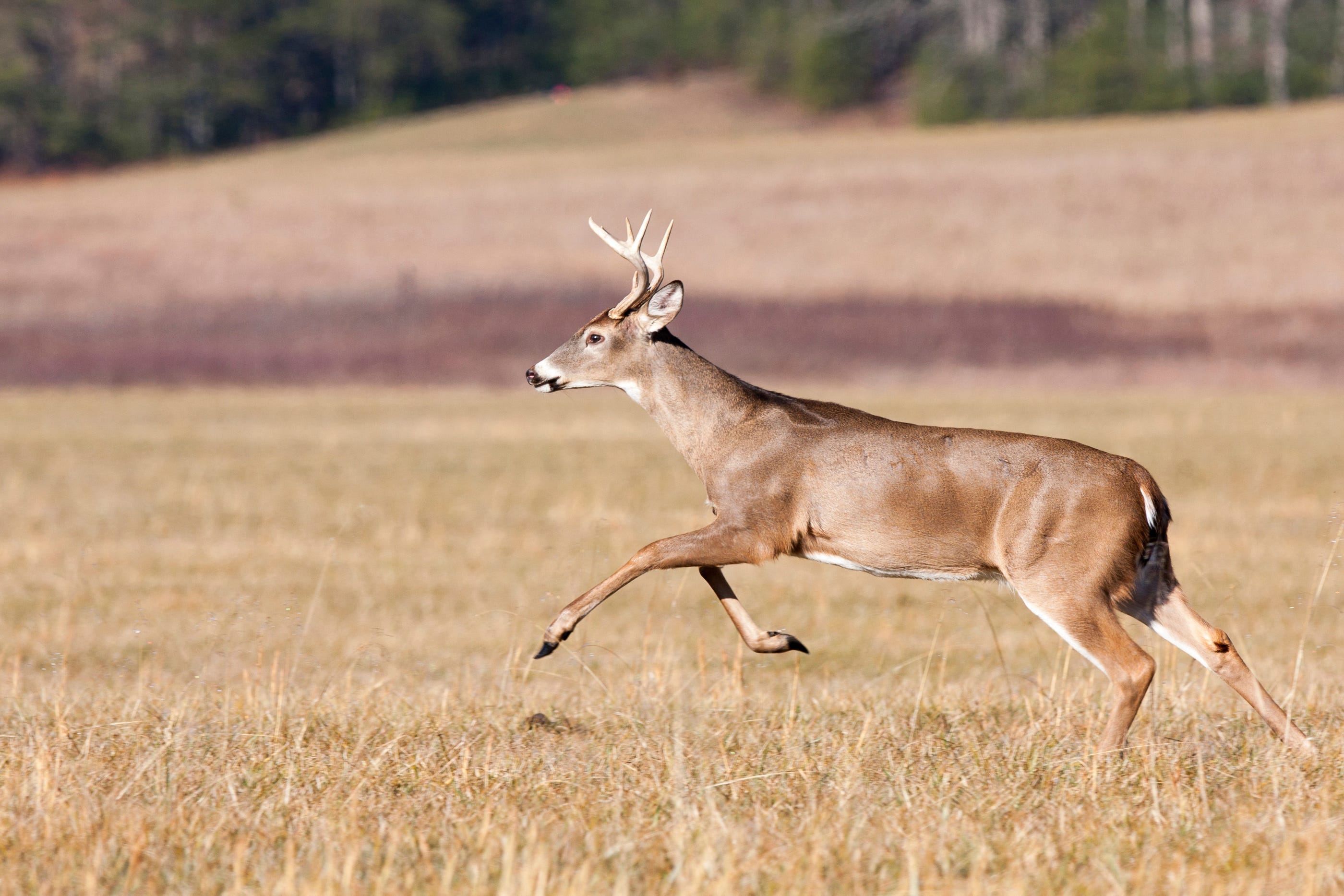 how fast do deer run